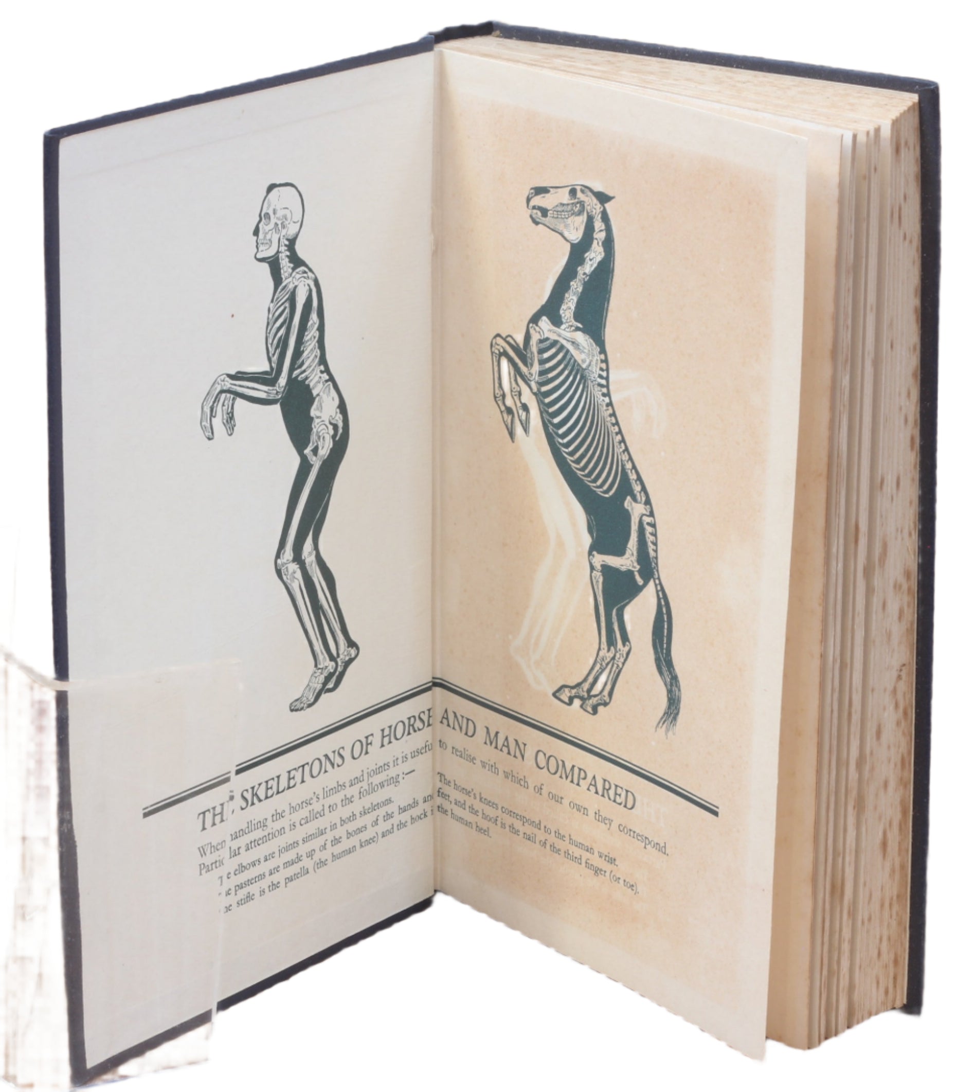 Stable Wise by Liet-Col S.G.Goldschmidt 1st Ed. 1928