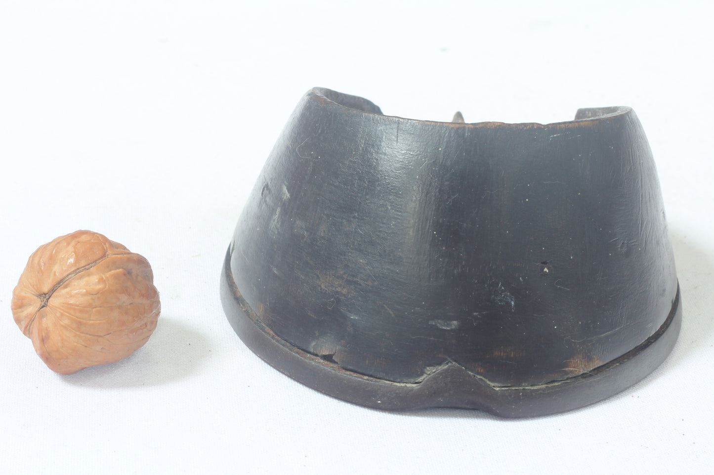 Taxidermy Horse Hoof with Horseshoe