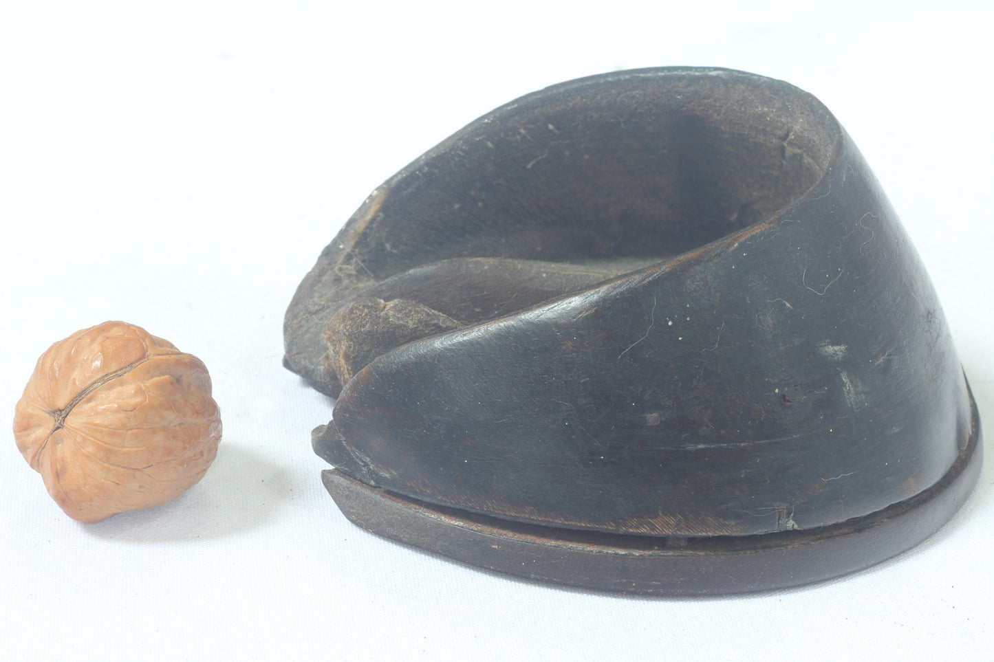 Taxidermy Horse Hoof with Horseshoe