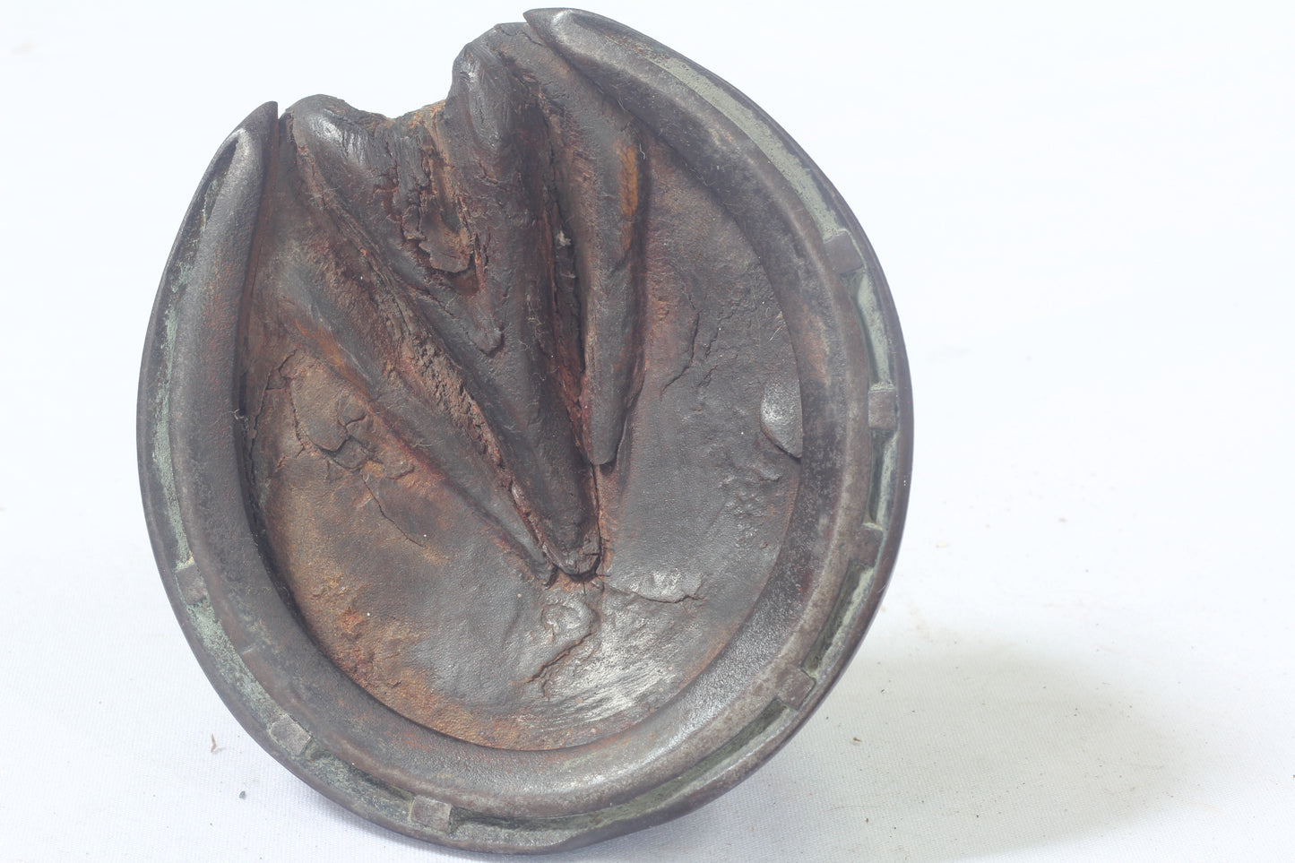 Taxidermy Horse Hoof with Horseshoe