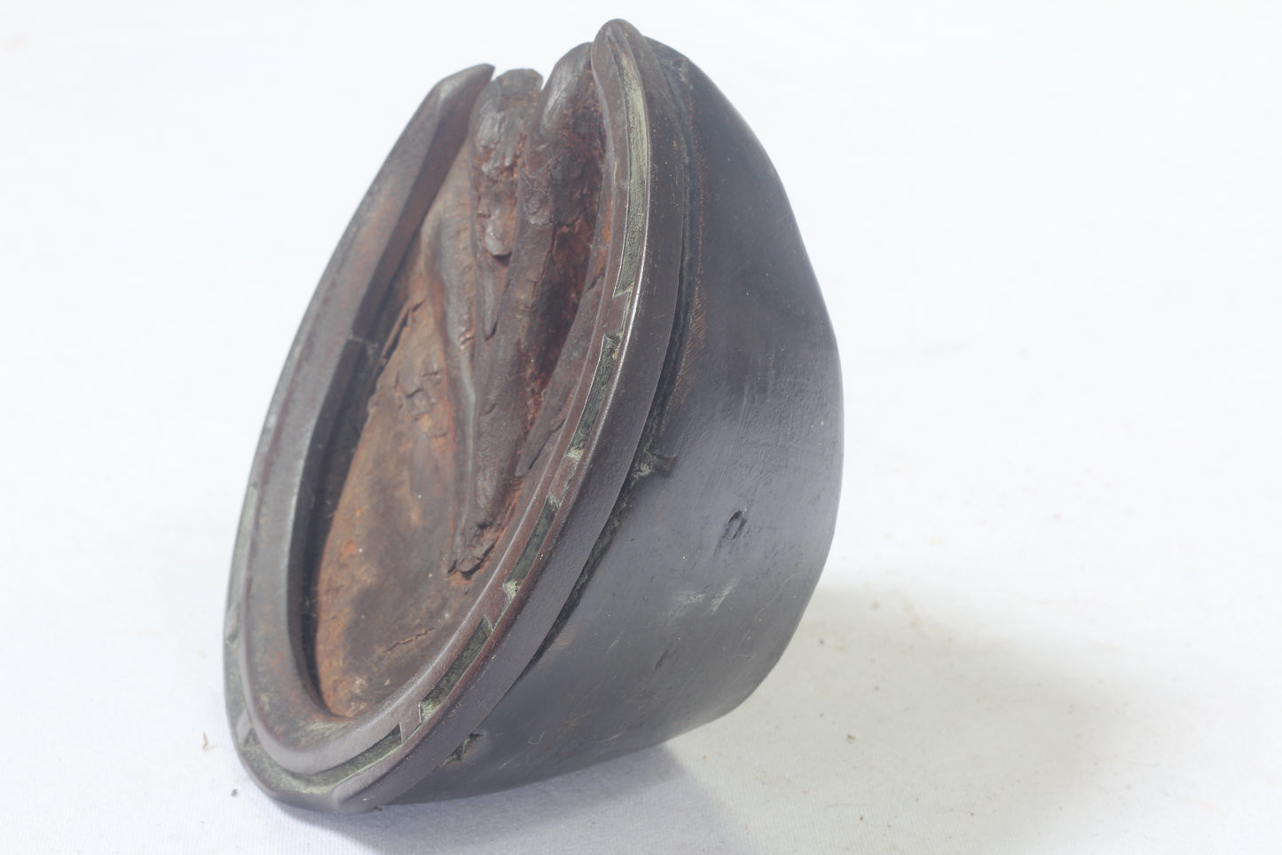 Taxidermy Horse Hoof with Horseshoe