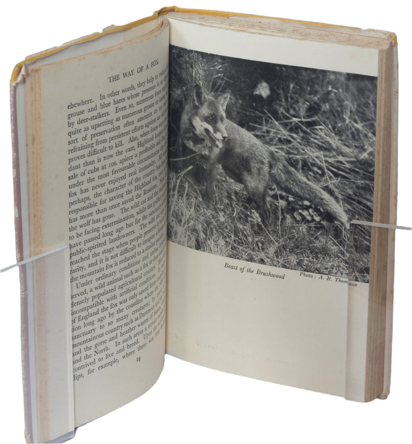 The Way of a Fox by D.St.Leger-Gordon, 1952