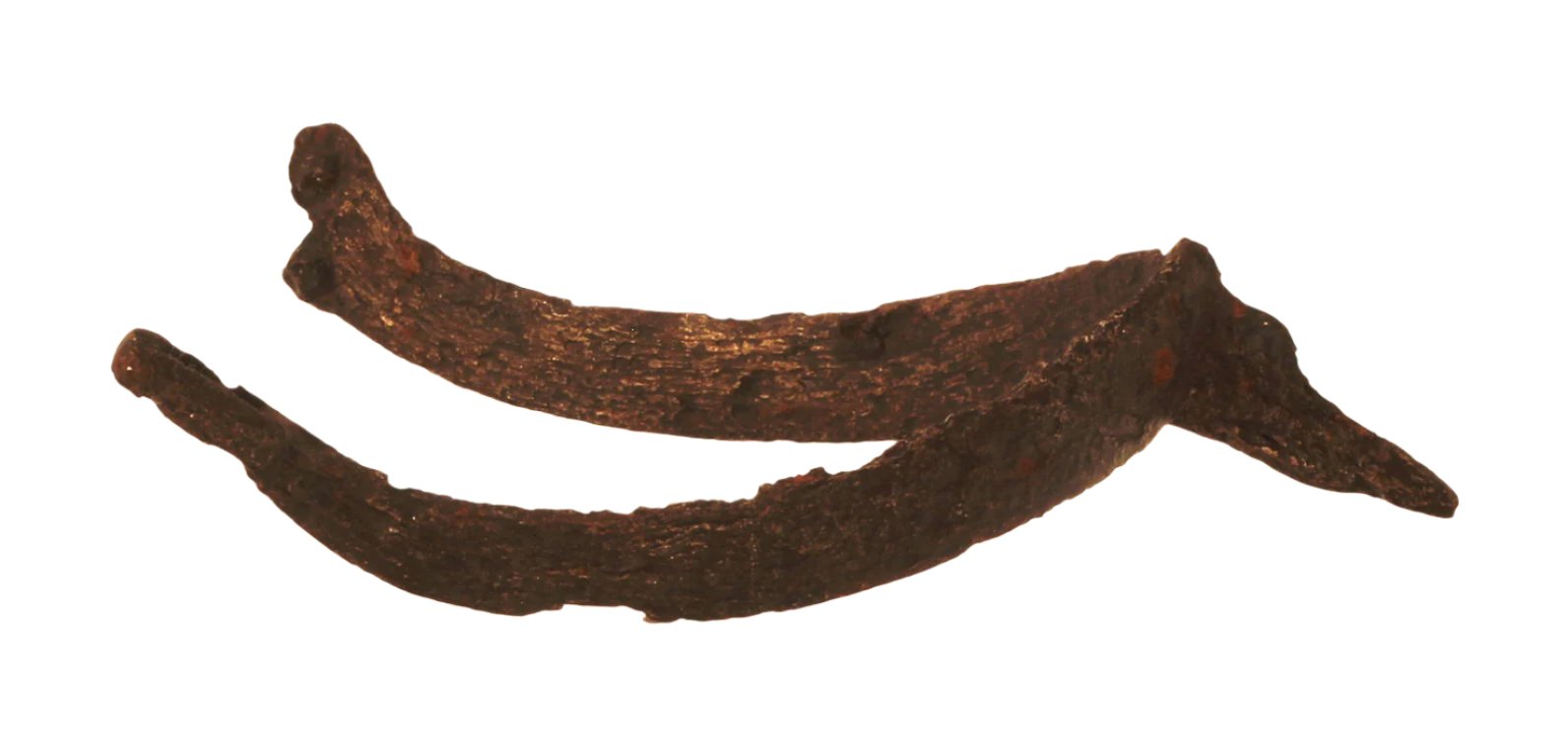 A 14th / 15th Century Spur Missing Rowel