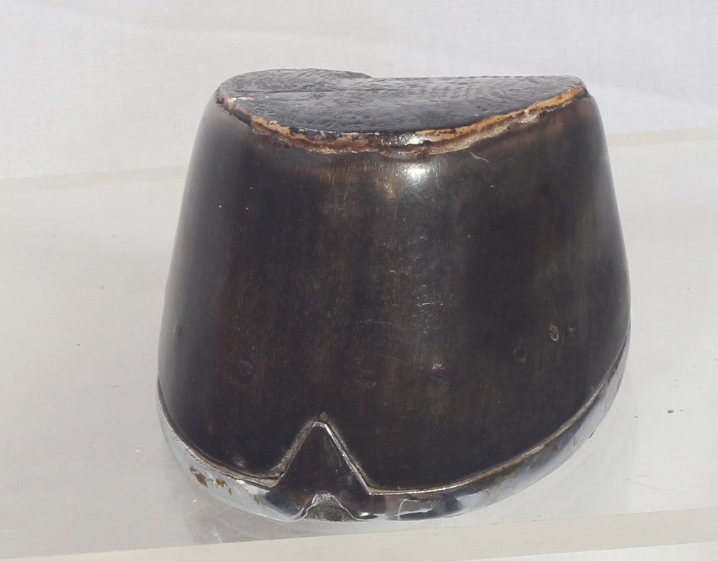 Set of Four Very Small Taxidermy Horse Hooves with Horseshoes