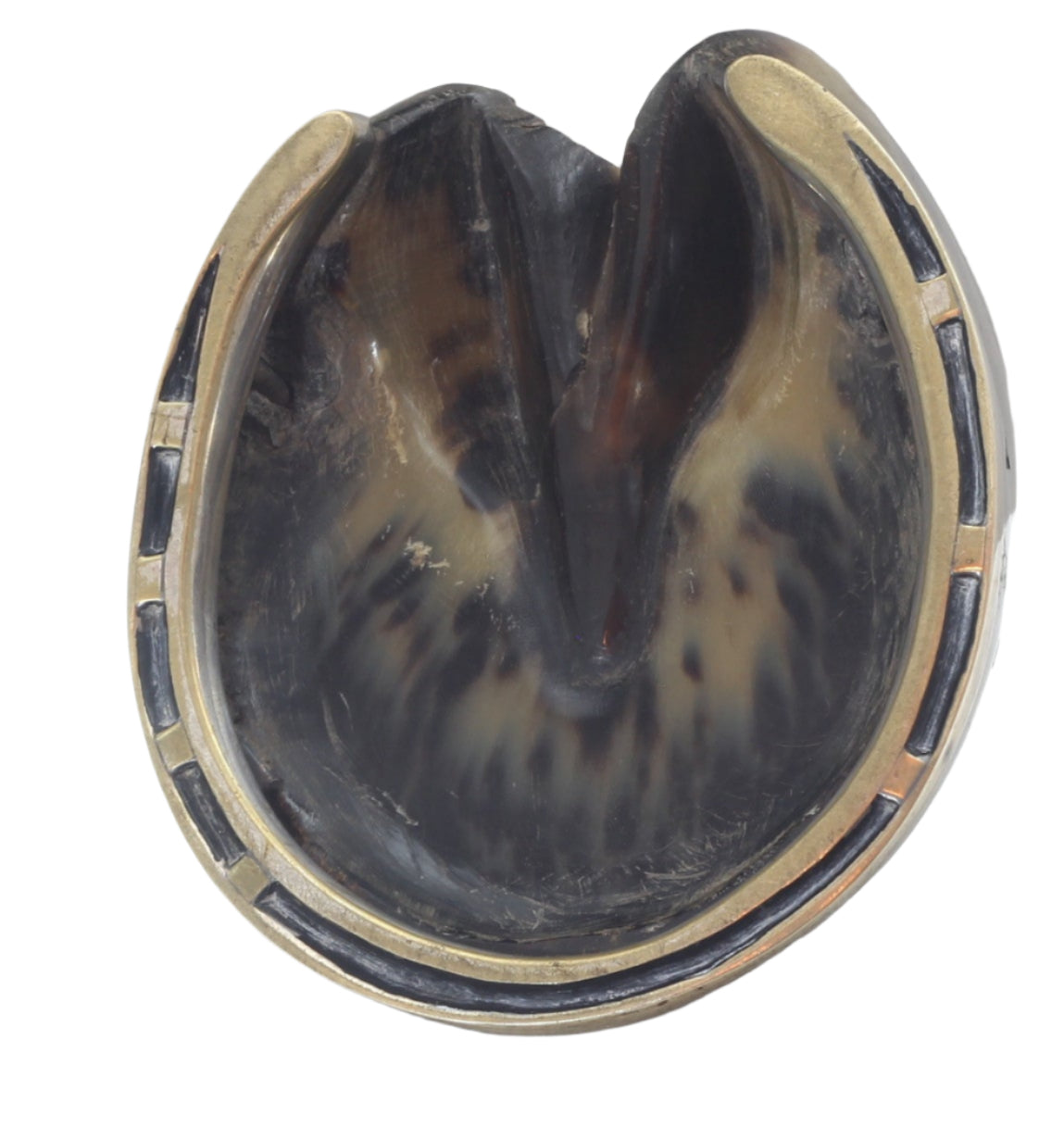 Taxidermy Horse Hoof with Horseshoe