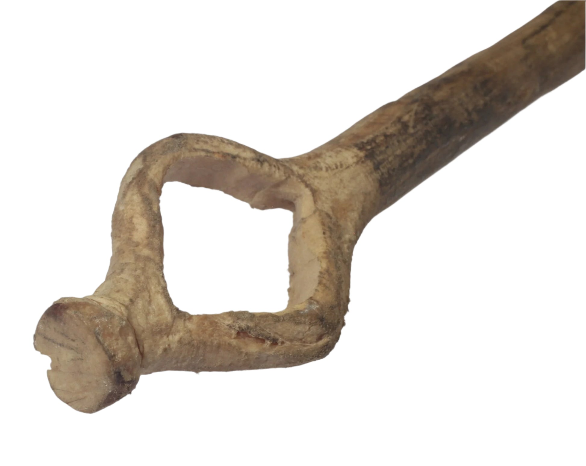 Vintage bull pizzle whip