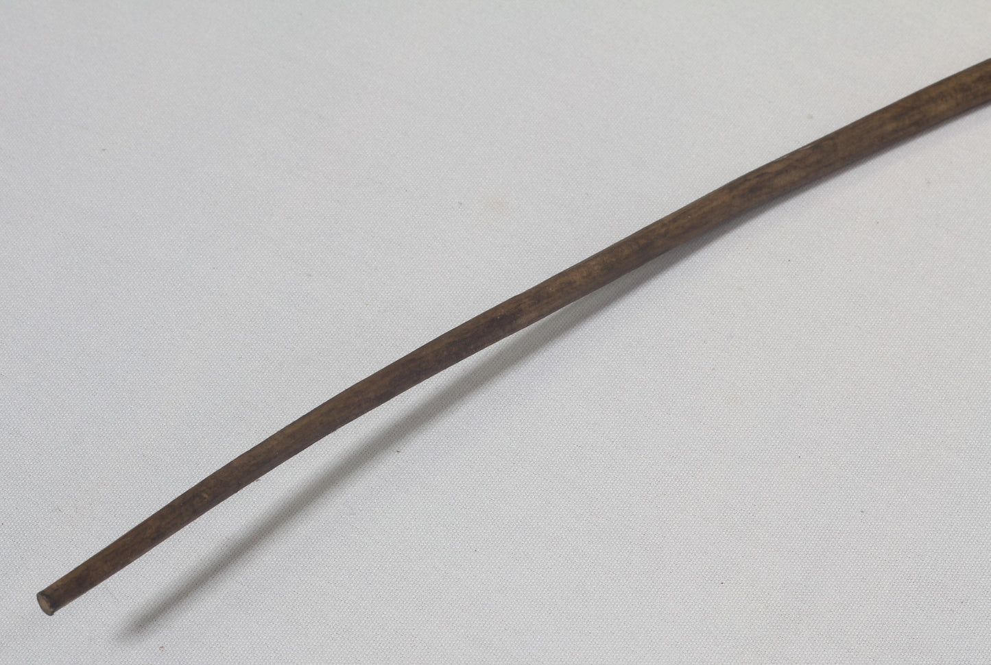 Vintage bull pizzle whip