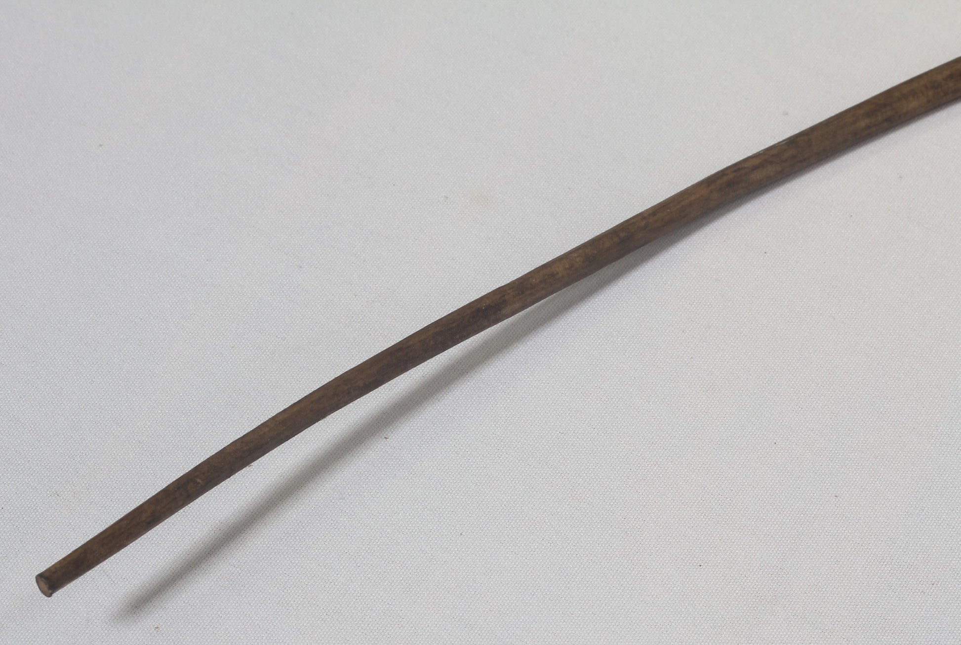 Vintage bull pizzle whip
