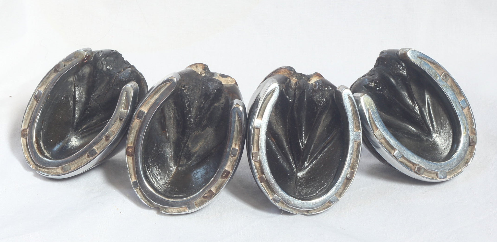 Set of Four Very Small Taxidermy Horse  Hooves with Horseshoes