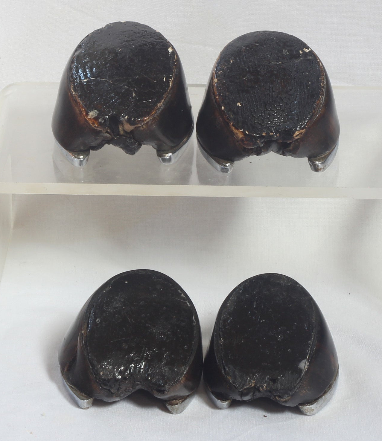 Set of Four Very Small Taxidermy Horse  Hooves with Horseshoes