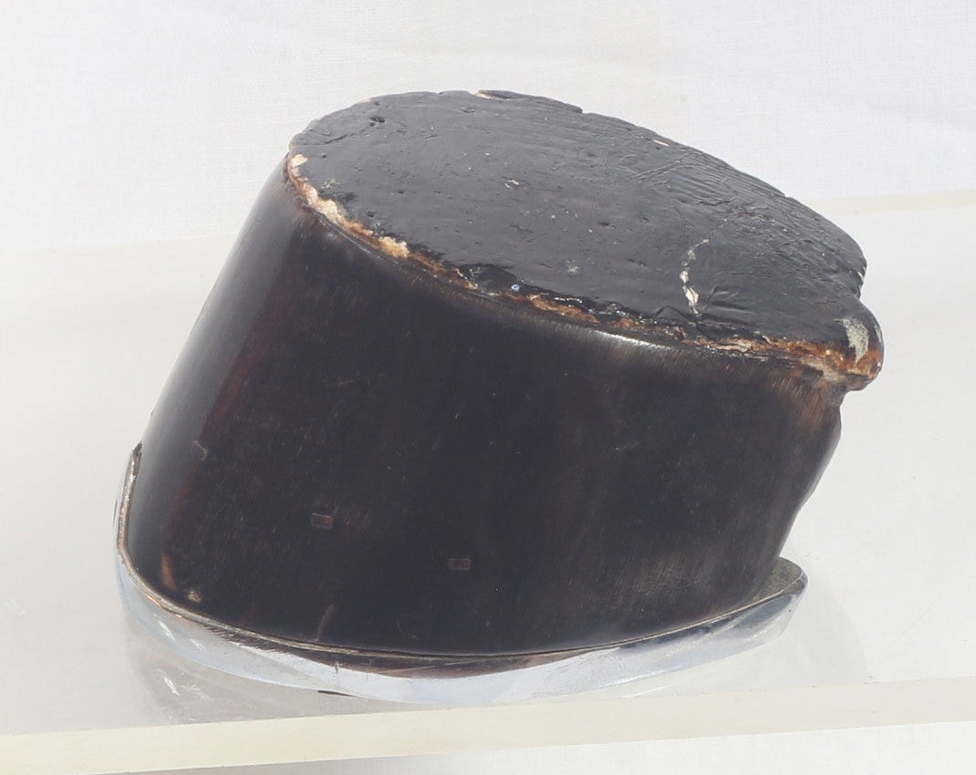 Set of Four Very Small Taxidermy Horse  Hooves with Horseshoes